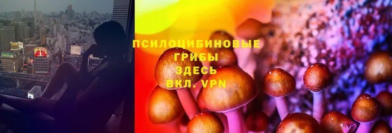 Галлюциногенные грибы Cubensis  Сибай 